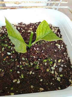 Propagating A Dwarf Hydrangea