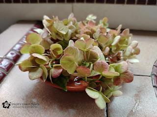 Propagating A Dwarf Hydrangea