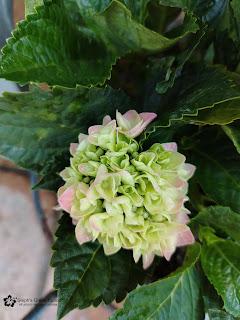 Propagating A Dwarf Hydrangea