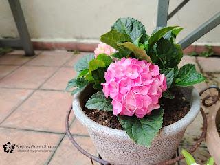 Propagating A Dwarf Hydrangea