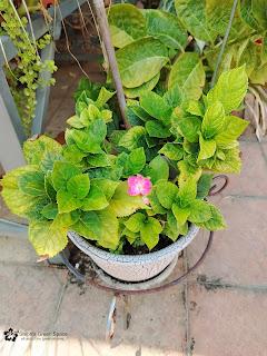 Propagating A Dwarf Hydrangea