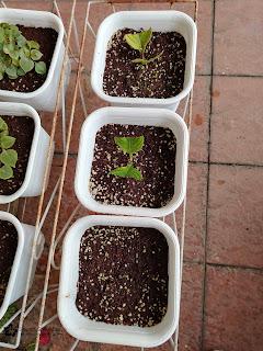 Propagating A Dwarf Hydrangea