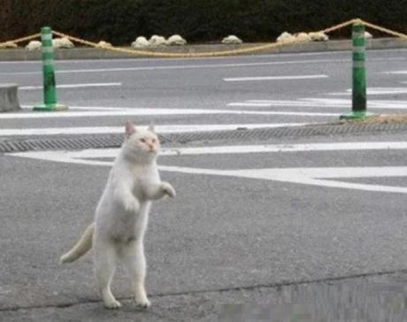 Cat Playing With Invisible Shopping Trolley