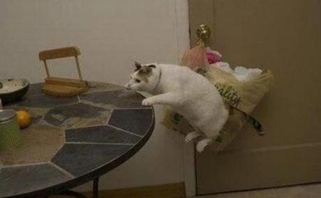 Cat Playing With Invisible Chair