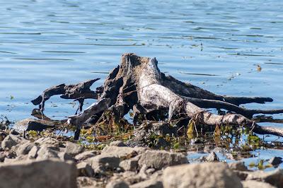 Tree stump and water, two versions