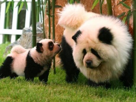 Dog That Looks Like a Panda