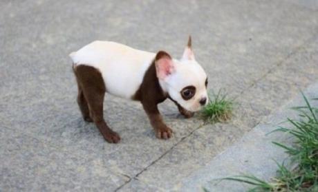 Puppy That Looks Like a Panda