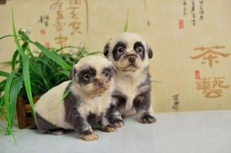 Puppies That Look Like Pandas