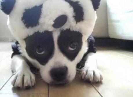 Dog in a Panda Costume