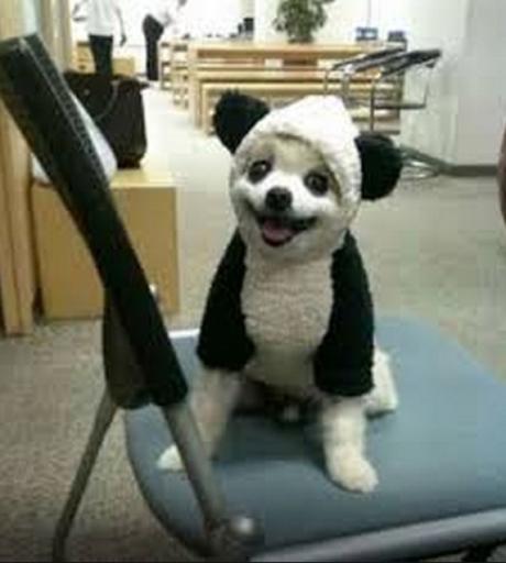 Dog in a Panda Costume