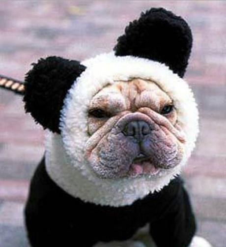 Dog in a Panda Costume