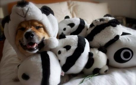 Dog in a Panda Costume, Covered in Baby Pandas