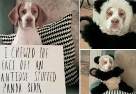 Dog Shaming Panda Style