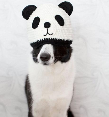 Dog in a Panda Hat