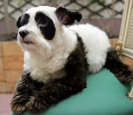 Dog That Looks Like a Panda