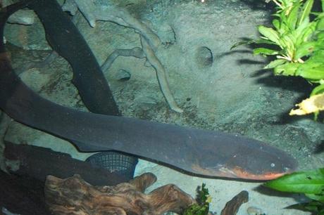 Ten Weird and Interesting Facts About Electric Eels