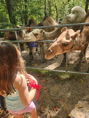 Josie and the Camels Next Door