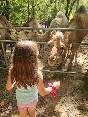 Josie and the Camels Next Door