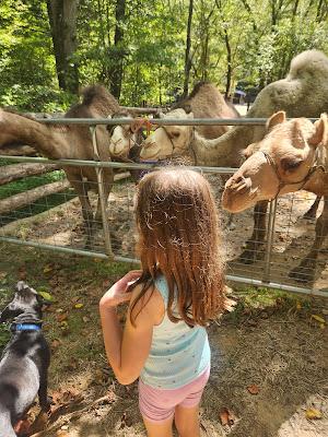 Josie and the Camels Next Door