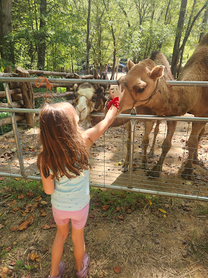 Josie and the Camels Next Door