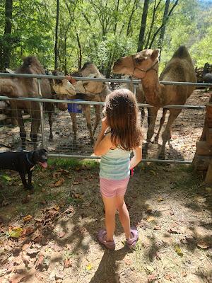 Josie and the Camels Next Door