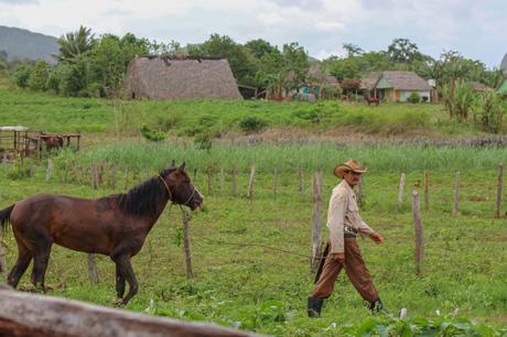 A man in a cowboy hat walks with a brown horse in a grassy field, with traditional thatched-roof huts and lush greenery in the background.