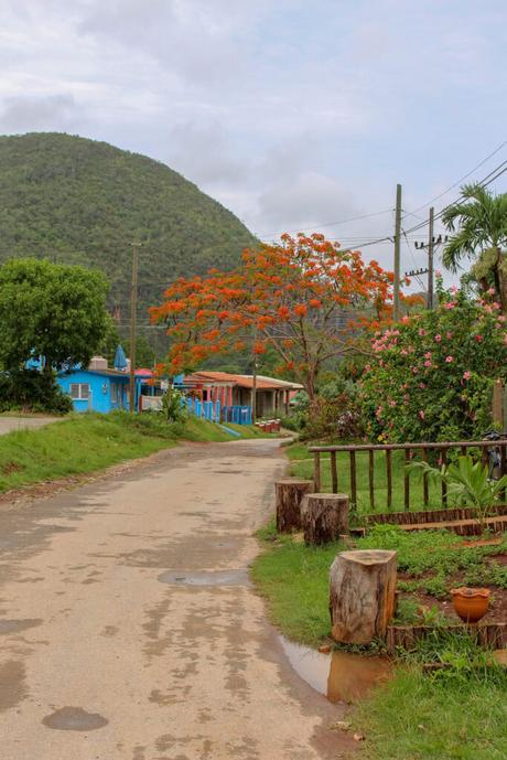 A quiet, rural road lined with flowering trees and small colorful houses, set against a backdrop of lush green hills.