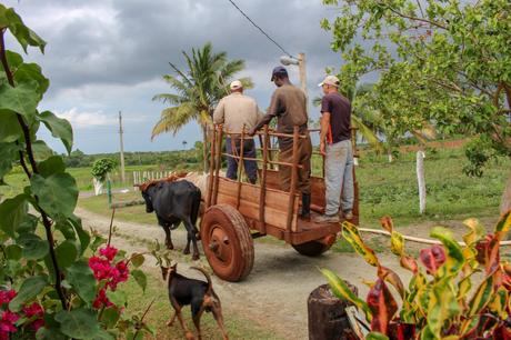 Three men standing on a wooden ox cart being pulled by two oxen, with a dog walking alongside on a rural road lined with palm trees.