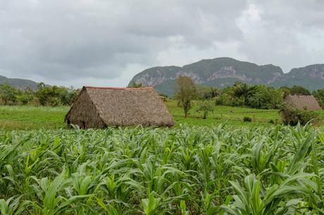 A traditional Cuban tobacco field with a thatched-roof drying hut surrounded by vibrant green crops and distant limestone hills.