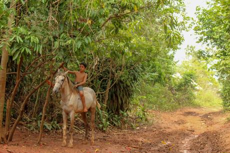 A young boy sits on a white horse, surrounded by dense green foliage on a dirt path.