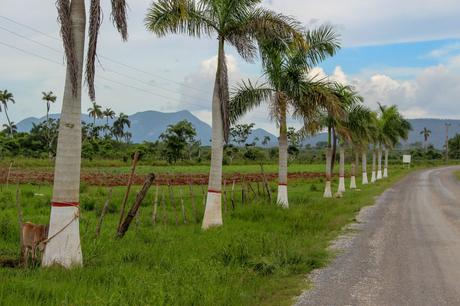 A row of tall palm trees along a rural road, with mountains visible in the distance under a partly cloudy sky.