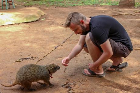 Alex Tiffany crouching down to feed a small rodent-like animal with brown fur, in a natural outdoor setting with dirt ground.