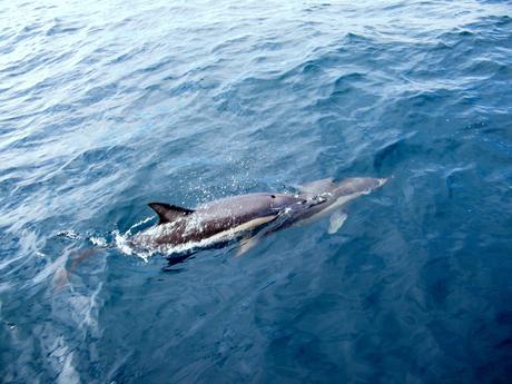 Two dolphins swimming close to the surface of the deep blue ocean, with water splashing around them.