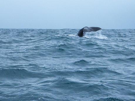 The tail of a whale breaking the surface of the ocean, with waves surrounding it under a gray sky.