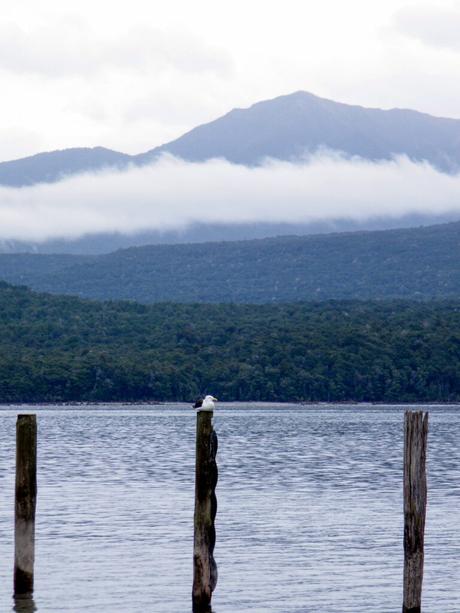 A seagull perched on a wooden post above a lake, with mist-covered hills and a mountain in the background.