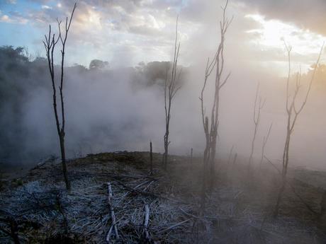 A steamy geothermal area with barren, leafless trees silhouetted against a smoky backdrop, under a cloudy sky.