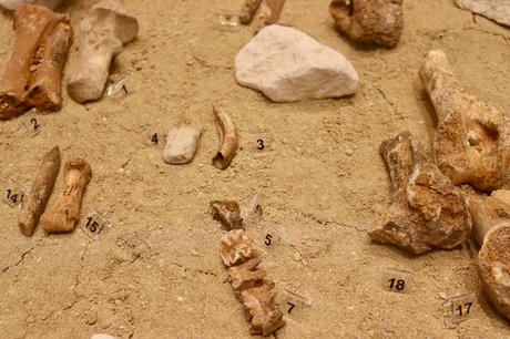 Small populations of Stone Age people drove dwarf hippos and elephants to extinction on Cyprus