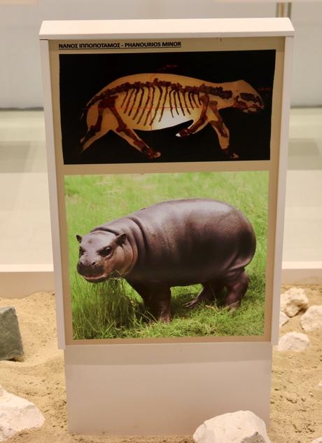 Small populations of Stone Age people drove dwarf hippos and elephants to extinction on Cyprus