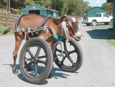 goat in a wheelchair