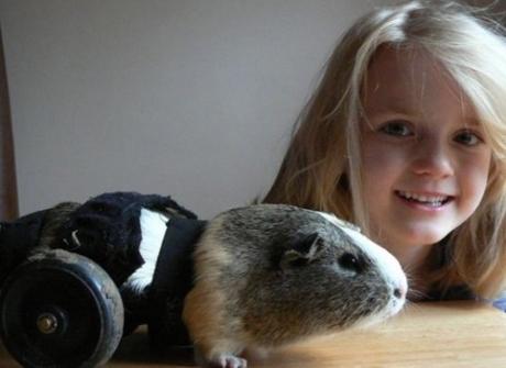 guinea pig in a wheelchair