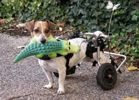 dog in a wheelchair