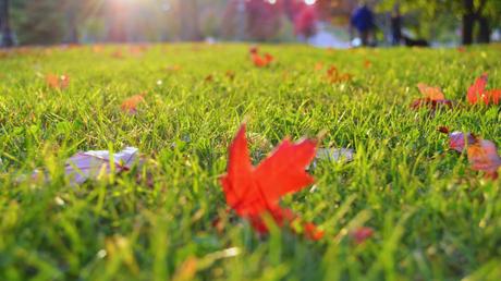 Lush Lawns: The Complete Guide to Lawn Care in Idaho Falls