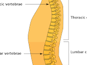 Understanding Normal Curvature Spine