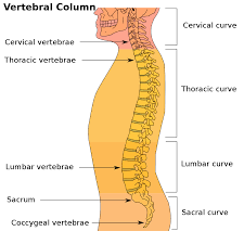 Understanding the Normal Curvature of the Spine