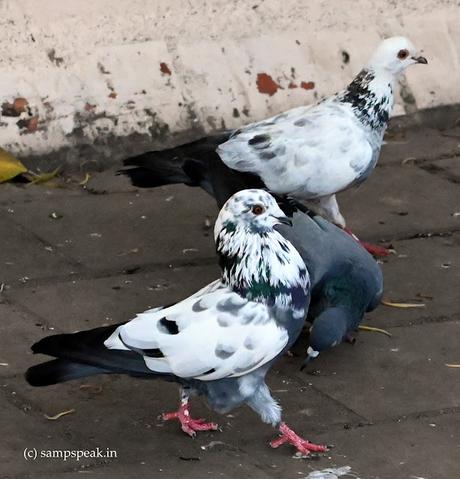 not exactly a Cat-walk,  quite attractive though !!