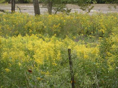 Field of Gold