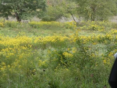 Field of Gold