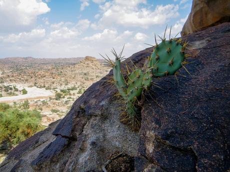 A green cactus plant with sharp spines growing from a rocky surface against a backdrop of a vast, arid landscape in Somaliland.