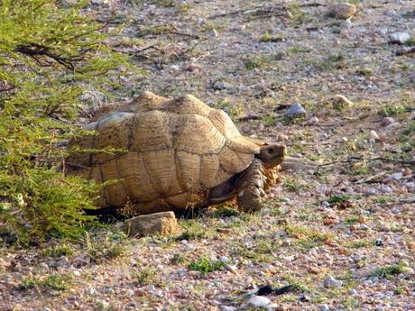 A large tortoise with a textured, dome-shaped shell crawls slowly over a rocky and grassy terrain in Somaliland, near a small green bush.