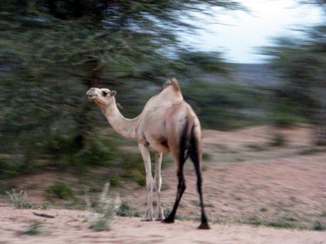 A camel standing on a sandy path, slightly blurred, with a background of greenery in Somaliland.